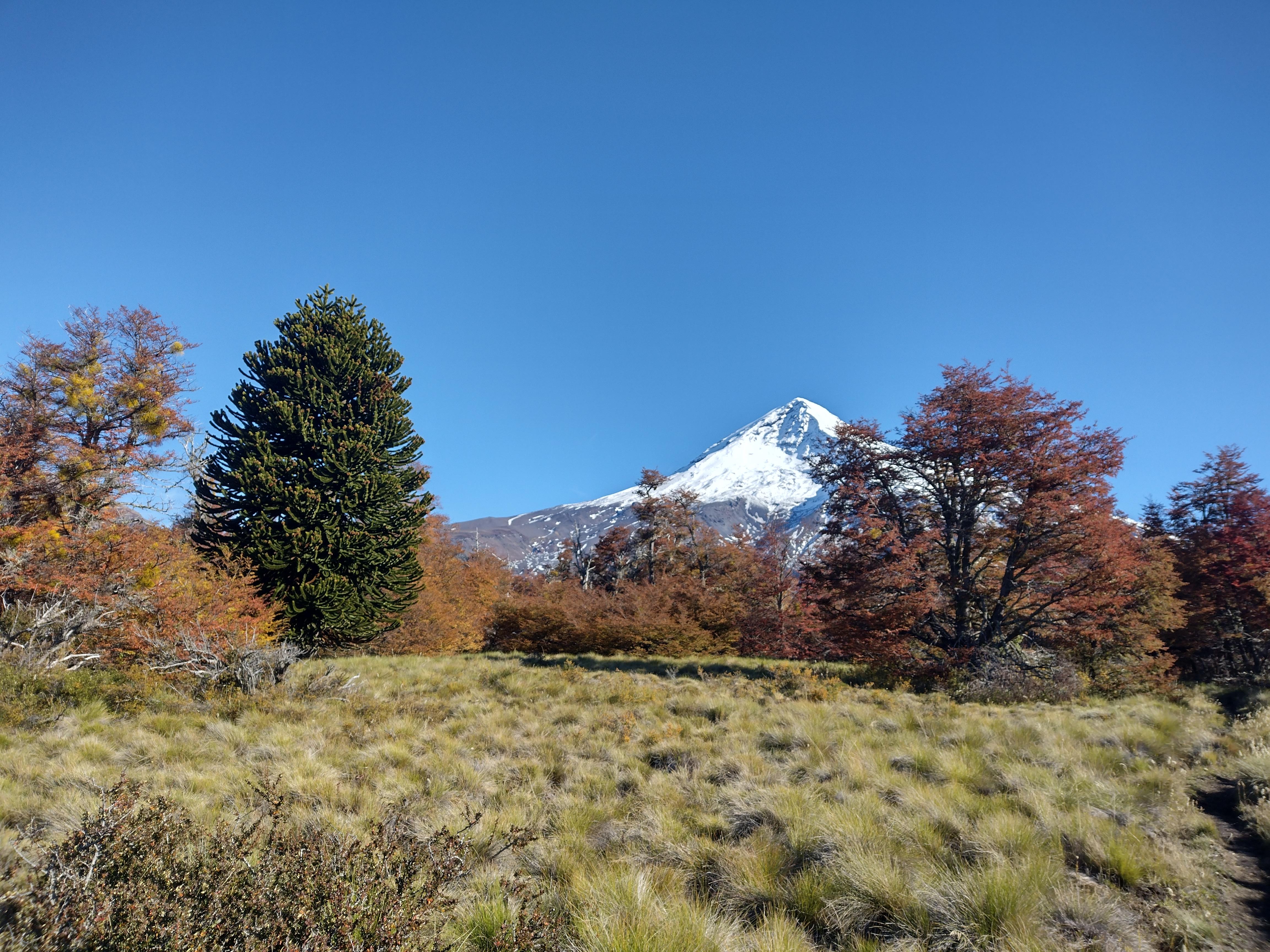 Bosque patagónico andino